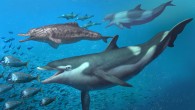 Life restoration of the dolphins from the Upper Marine Molasse chasing a group of eurhinodelphinids: Kentriodon (foreground), a squalodelphinid (background, left) and a physeterid (background, right). Image credit: Jaime Chirinos.
