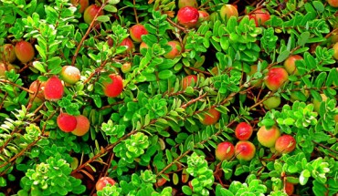 Sustained intake of cranberry over a 12-week period produced significant improvements in memory and neural function in older adults who were cognitively healthy. Image credit: MrGajowy3.
