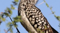The southern yellow-billed hornbill (Tockus leucomelas), adult female, in Mapungubwe National Park, South Africa. Image credit: Derek Keats / CC BY 2.0.