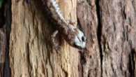 The wandering salamander (Aneides vagrans). Image credit: Christian Brown.
