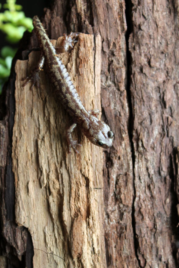 The wandering salamander (Aneides vagrans). Image credit: Christian Brown.