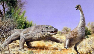 Illustration of Genyornis newtoni being hunted by a giant lizard in Australia about 50,000 years ago. Image credit: Peter Trusler, Monash University.