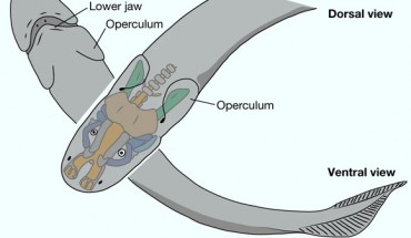 Life restoration of Palaeospondylus gunni. Scale bar - 1 mm. Image credit: Hirasawa et al., doi: 10.1038/s41586-022-04781-3.