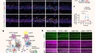 CCR5 expression and activation in the dorsal hippocampus after contextual fear conditioning. Image credit: Shen et al., doi: 10.1038/s41586-022-04783-1.