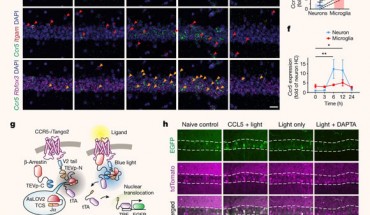 CCR5 expression and activation in the dorsal hippocampus after contextual fear conditioning. Image credit: Shen et al., doi: 10.1038/s41586-022-04783-1.