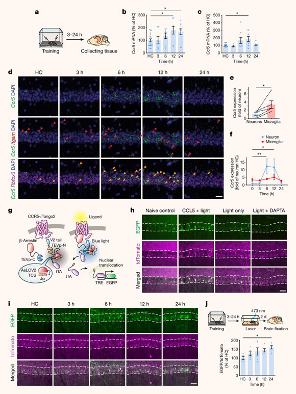 CCR5 expression and activation in the dorsal hippocampus after contextual fear conditioning. Image credit: Shen et al., doi: 10.1038/s41586-022-04783-1.