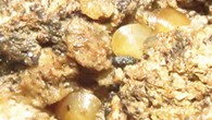 Eupera troglobia specimens in situ exposed to the air. Image credit: Simone & Ferreira, doi: 10.3897/subtbiol.42.78074.