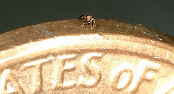 Han et al. developed the smallest-ever remote-controlled walking robot. Image credit: Han et al., doi: 10.1126/scirobotics.abn0602.