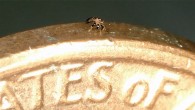 Han et al. developed the smallest-ever remote-controlled walking robot. Image credit: Han et al., doi: 10.1126/scirobotics.abn0602.