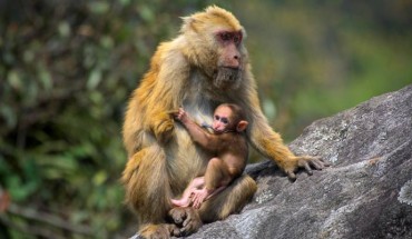 Sela macaques (Macaca selai). Image credit: Zoological Survey of India.