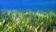 Poseidon’s ribbon weed (Posidonia australis) meadow in Shark Bay, Western Australia. Image credit: Rachel Austin, University of Western Australia.