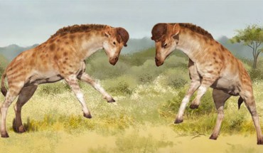 Male combat in Discokeryx xiezhi. Image credit: Xiaocong Guo.