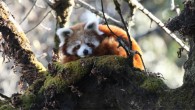 Bista et al. explored how the red panda (Ailurus fulgens), an iconic endangered habitat specialist, behaves when faced with disturbances and habitat fragmentation. Image credit: Damber Bista.
