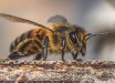 The western honeybee (Apis mellifera). Image credit: David Hablützel.