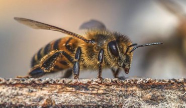 The western honeybee (Apis mellifera). Image credit: David Hablützel.