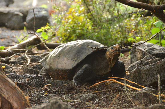 Fernanda, the only known living Fernandina giant tortoise (Chelonoidis phantasticus), now lives at the Galápagos National Park’s Giant Tortoise Breeding Center on Santa Cruz Island. Image credit: Galápagos Conservancy.