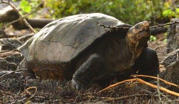 Fernanda, the only known living Fernandina giant tortoise (Chelonoidis phantasticus), now lives at the Galápagos National Park’s Giant Tortoise Breeding Center on Santa Cruz Island. Image credit: Galápagos Conservancy.