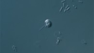 Ancyromonas sigmoides, an understudied microbe that holds enormous promise for investigations into the origin of eukaryotes. Image credit: Naoji Yubuki.