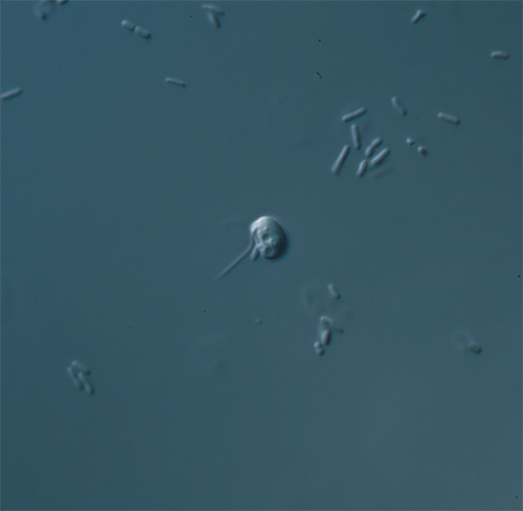 Ancyromonas sigmoides, an understudied microbe that holds enormous promise for investigations into the origin of eukaryotes. Image credit: Naoji Yubuki.