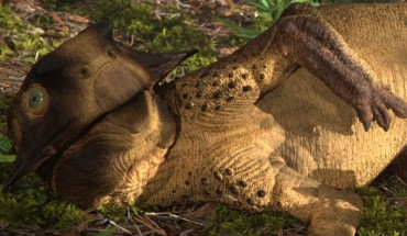 This artist’s impression shows a long umbilical scar on Psittacosaurus. Image credit: Jagged Fang Designs.
