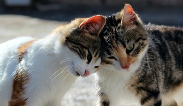 Takagi et al. examined whether domestic cats learn that human utterances indicate specific objects in their daily life. Image credit: Corina.