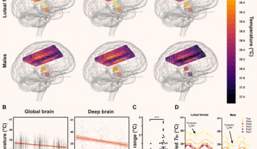 Healthy brain temperature varies by time of day. Image credit: Rzechorzek et al., doi: 10.1093/brain/awab466.
