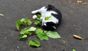 A cat (Felis catus) licks and chews silver vine (Actinidia polygama) leaves. Image credit: Masao Miyazaki & Reiko Uenoyama.