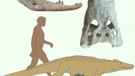Kinyang mabokoensis and Kinyang tchernovi (gold) were up to four times the length of their modern relatives, dwarf crocodiles (green). Image credit: Christopher Brochu, University of Iowa.