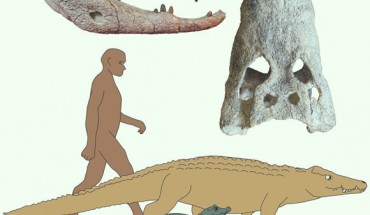 Kinyang mabokoensis and Kinyang tchernovi (gold) were up to four times the length of their modern relatives, dwarf crocodiles (green). Image credit: Christopher Brochu, University of Iowa.