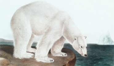 The polar bear (Ursus maritimus) from the Viviparous Quadrupeds of North America (1845) illustrated by John Woodhouse Audubon.