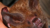 Frog-eating bats were able to remember what they learned for up to four years in the wild. Image credit: Marcos Guerra.