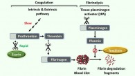 Schematic overview of the mechanism of action of the implemented snake venom proteins. Ecarin, a procoagulant snake venom protein bypasses the activation of series of clotting factors via intrinsic and extrinsic clotting pathway and directly activates prothrombin to thrombin thereby producing a fibrin blood clot. Once the clot is formed, clot breakdown (fibrinolysis) is initiated by the activation of plasminogen mainly by tissue plasminogen activator (tPA), forming active plasmin which proteolytically acts on the fibrin blood clot. Textilinin, an antifibrinolytic snake venom protein binds to plasmin with high specificity and inhibits the action of plasmin, stabilizing the fibrin blood clot. Image credit: Yegappan et al., doi: 10.1002/adhm.202200574.