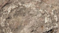 Field photograph of the pathologic ovum-in-ovo egg documented from the Lameta Formation of village Padlya, Dhar District, Madhya Pradesh, India. Two slightly partially broken circular eggshell outlines can be seen with broken eggshell fragments within. A crescent-shaped gap is characteristically present in the upper right part of the egg. Image credit: Dhiman et al., doi: 10.1038/s41598-022-13257-3.