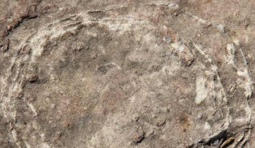 Field photograph of the pathologic ovum-in-ovo egg documented from the Lameta Formation of village Padlya, Dhar District, Madhya Pradesh, India. Two slightly partially broken circular eggshell outlines can be seen with broken eggshell fragments within. A crescent-shaped gap is characteristically present in the upper right part of the egg. Image credit: Dhiman et al., doi: 10.1038/s41598-022-13257-3.