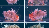 External morphology of Stylobates calcifer with host hermit crab Pagurodofleinia doederleini. The upper (A) and posterior (B) views and the marginal views of the right and left sides (C, D, respectively) of the living specimen. The upper and marginal views (E, F, respectively) of the preserved specimen. Scale bars - 5 mm. Image credit: Yoshikawa et al., doi: 10.1086/719160.