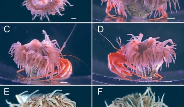 External morphology of Stylobates calcifer with host hermit crab Pagurodofleinia doederleini. The upper (A) and posterior (B) views and the marginal views of the right and left sides (C, D, respectively) of the living specimen. The upper and marginal views (E, F, respectively) of the preserved specimen. Scale bars - 5 mm. Image credit: Yoshikawa et al., doi: 10.1086/719160.