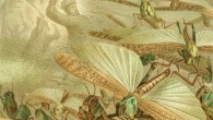 A swarm of locusts by Emil Schmidt.