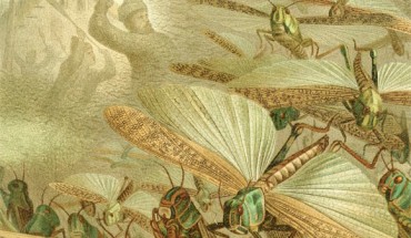A swarm of locusts by Emil Schmidt.