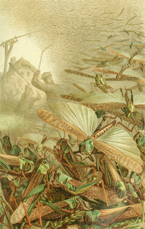 A swarm of locusts by Emil Schmidt.
