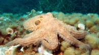 Petrosino et al. corroborate the hypothesis that LINE elements might be active and functionally important in the central nervous system of highly intelligent organisms such as octopuses. Image credit: Albert Kok / CC BY-SA 3.0.