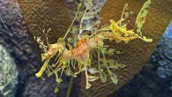 The leafy seadragon (Phycodurus eques) at the Monterey Bay Aquarium. Image credit: Joseph C. Boone / CC BY-SA 3.0.