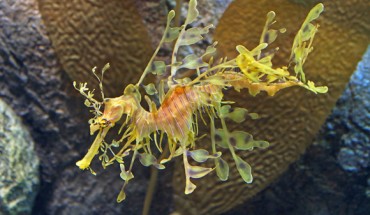 The leafy seadragon (Phycodurus eques) at the Monterey Bay Aquarium. Image credit: Joseph C. Boone / CC BY-SA 3.0.
