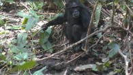 Péter et al. describe the appearance and subsequent spread of well-digging behavior in a previously apparently naïve community of wild East African chimpanzees (Pan troglodytes schweinfurthii). Image credit: Péter et al., doi: 10.1007/s10329-022-00992-4.