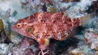 Underwater photograph of the thrush sneaky wrasse (Pteragogus turdus), adult individual, Ishigaki-jima Island. Image credit: K. Nishiyama.