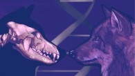 Bergström et al. provide insights into long-standing questions on the origin of dogs. Image credit: Jessica Rae Peto.