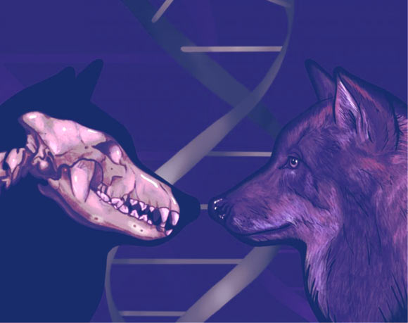 Bergström et al. provide insights into long-standing questions on the origin of dogs. Image credit: Jessica Rae Peto.