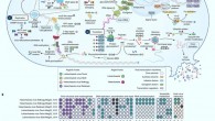 Model of Asgard viral infection mechanisms and protein similarity with other viruses: (a) genes identified in Asgard viruses involved in infection (i), replication (ii), transcription (iii) and translation (iv); Asgard viruses are shown as different colored hexagons, Asgard hosts as different colored circles, and host transcription machinery is labeled with ovals color coded by function (see legend); (b) distribution of 35 genes (lower x axis) among Asgard viruses (y axis); filled circles indicate annotated orthologues, while white circles indicate that an orthologue was not identified. Image credit: Rambo et al., doi: 10.1038/s41564-022-01150-8.