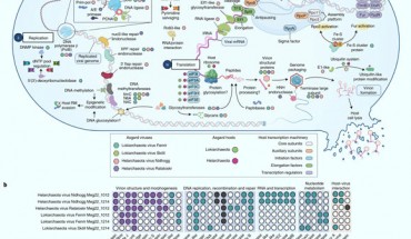 Model of Asgard viral infection mechanisms and protein similarity with other viruses: (a) genes identified in Asgard viruses involved in infection (i), replication (ii), transcription (iii) and translation (iv); Asgard viruses are shown as different colored hexagons, Asgard hosts as different colored circles, and host transcription machinery is labeled with ovals color coded by function (see legend); (b) distribution of 35 genes (lower x axis) among Asgard viruses (y axis); filled circles indicate annotated orthologues, while white circles indicate that an orthologue was not identified. Image credit: Rambo et al., doi: 10.1038/s41564-022-01150-8.