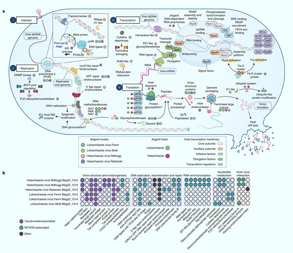 Model of Asgard viral infection mechanisms and protein similarity with other viruses: (a) genes identified in Asgard viruses involved in infection (i), replication (ii), transcription (iii) and translation (iv); Asgard viruses are shown as different colored hexagons, Asgard hosts as different colored circles, and host transcription machinery is labeled with ovals color coded by function (see legend); (b) distribution of 35 genes (lower x axis) among Asgard viruses (y axis); filled circles indicate annotated orthologues, while white circles indicate that an orthologue was not identified. Image credit: Rambo et al., doi: 10.1038/s41564-022-01150-8.