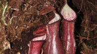 Lower pitchers of Nepenthes pudica under a moss mat. Image credit: Dančák et al., doi: 10.3897/phytokeys.201.82872.